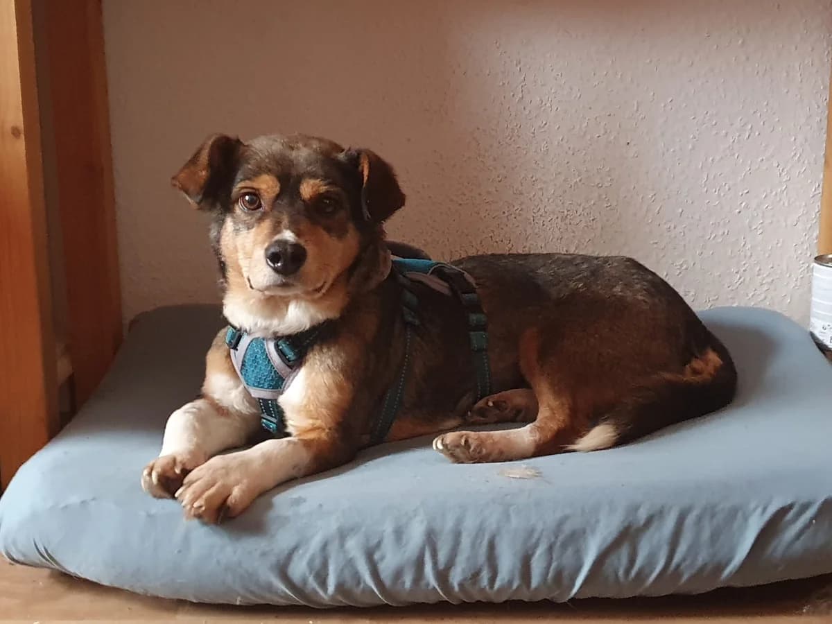 Diana, female Mixed Breed for adoption at Tierischgeholfen e.V.