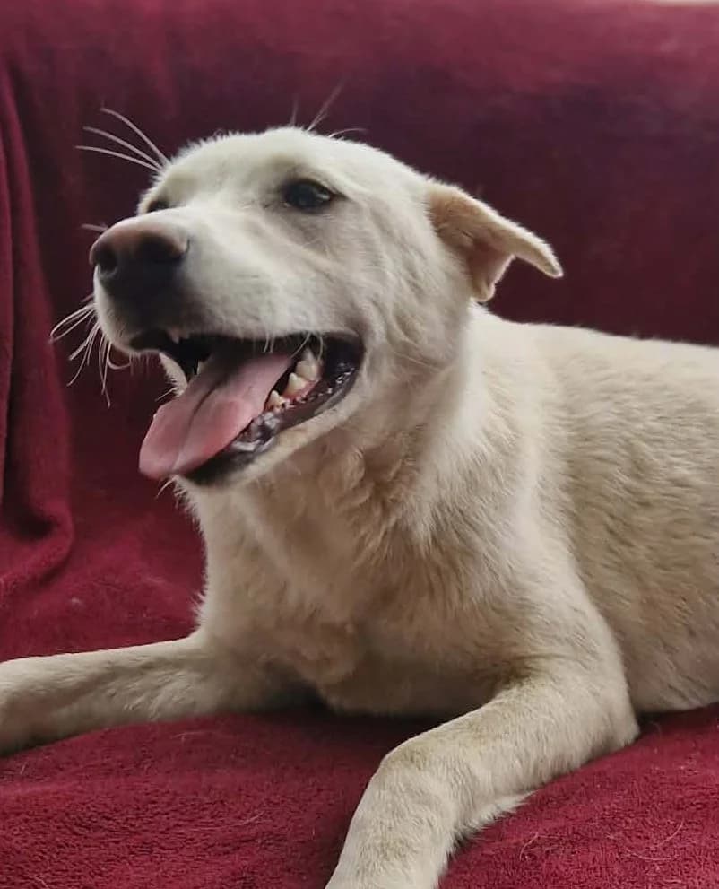 Irie, female Mixed Breed for adoption at Tierischgeholfen e.V.