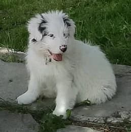Adam, male puppy Mixed Breed for adoption at Tierischgeholfen e.V.