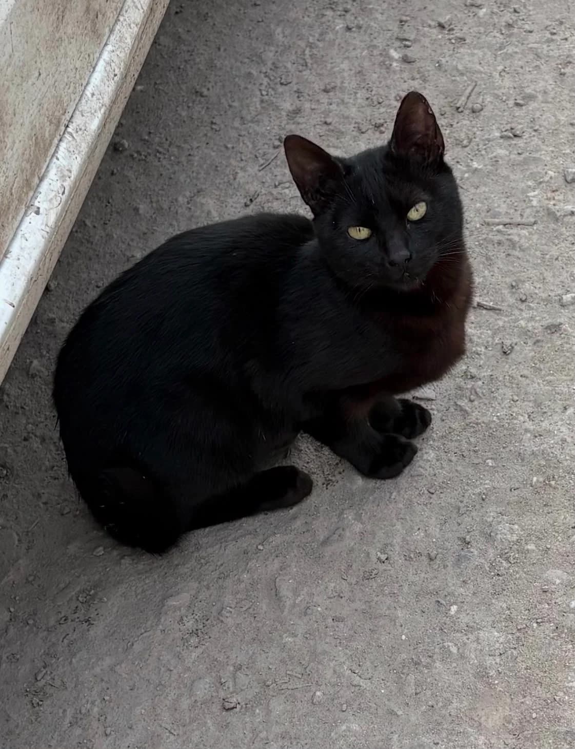 Brezel, male Mixed Breed Cat for adoption at Tierischgeholfen e.V.