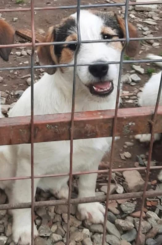 Akira, female puppy Mixed Breed for adoption at Tierischgeholfen e.V.