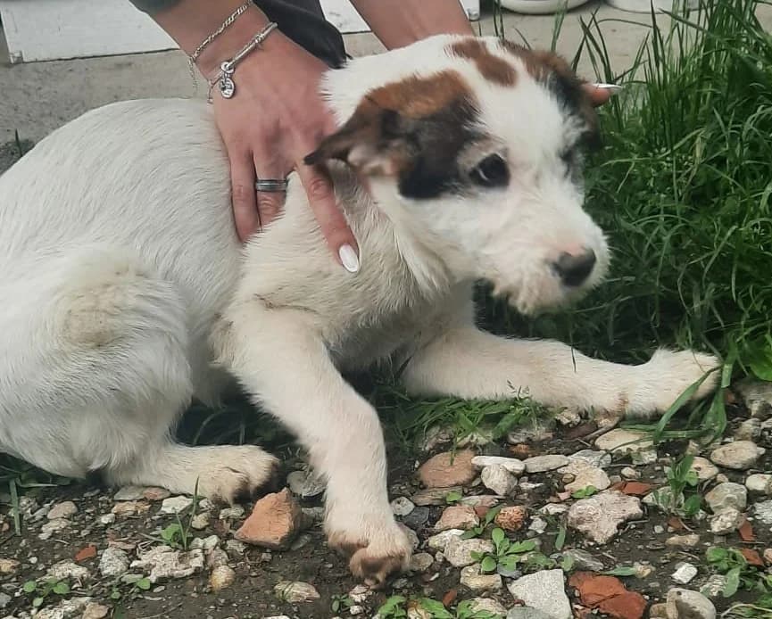 Aida, female puppy Mixed Breed for adoption at Tierischgeholfen e.V.