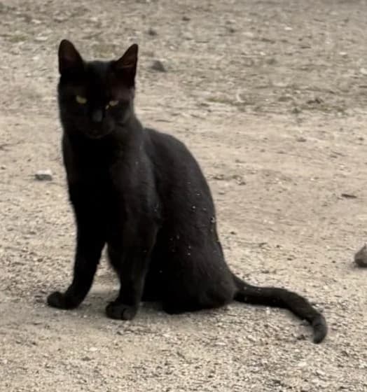 Mila, female puppy Mixed Breed Cat for adoption at Tierischgeholfen e.V.
