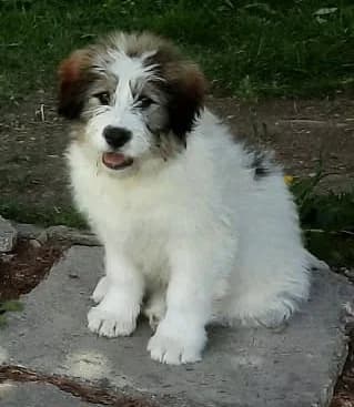 Aldo, male puppy Mixed Breed for adoption at Tierischgeholfen e.V.