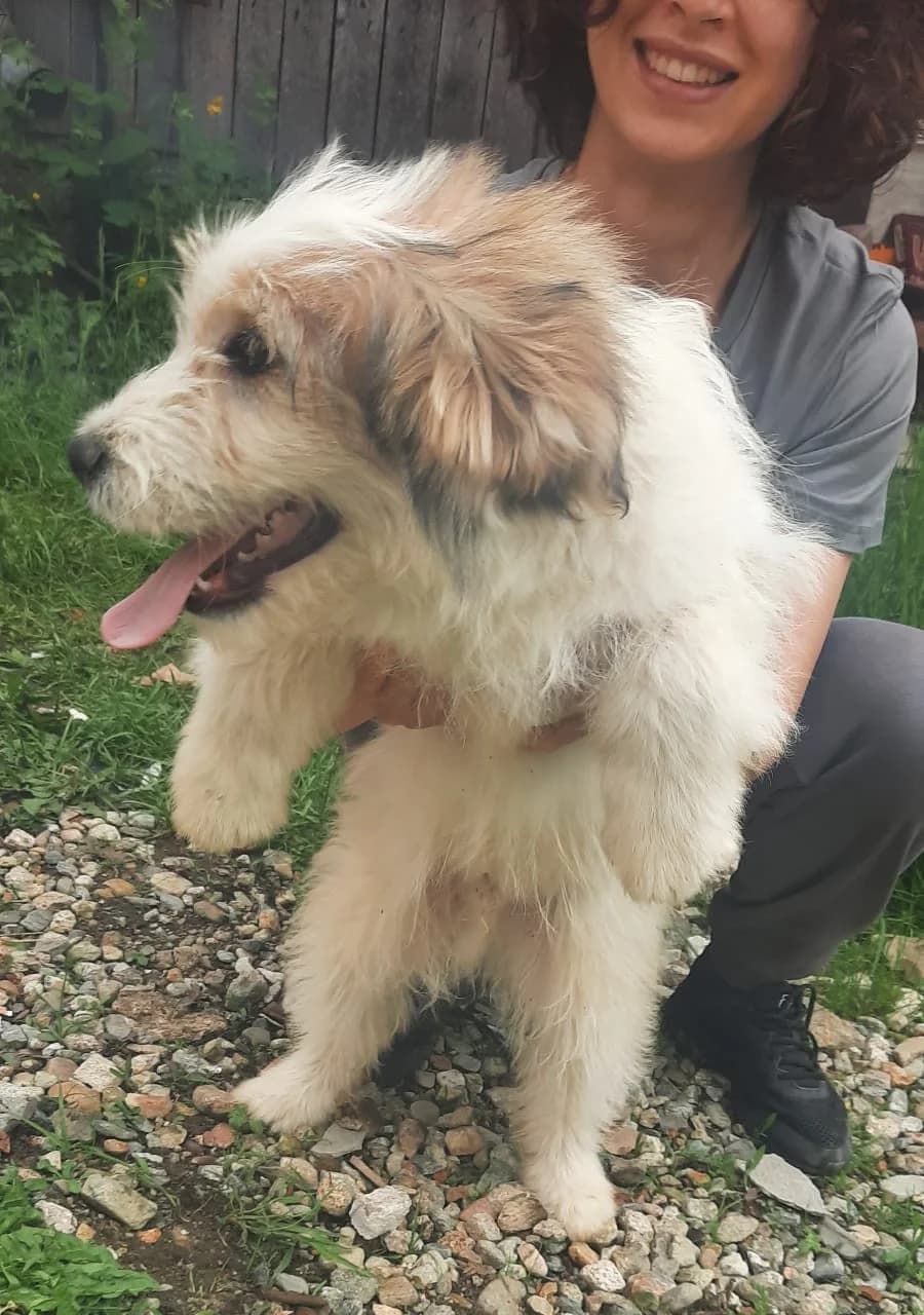 Alex, male puppy Mixed Breed for adoption at Tierischgeholfen e.V.