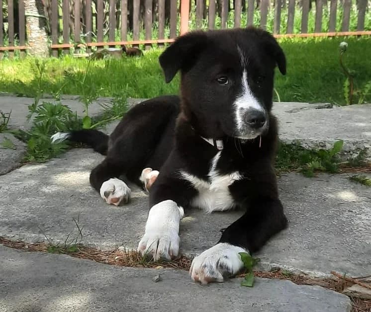 Alexia, female puppy Mixed Breed for adoption at Tierischgeholfen e.V.