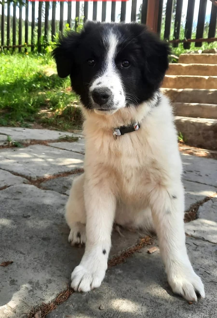 Alma2, female puppy Mixed Breed for adoption at Tierischgeholfen e.V.