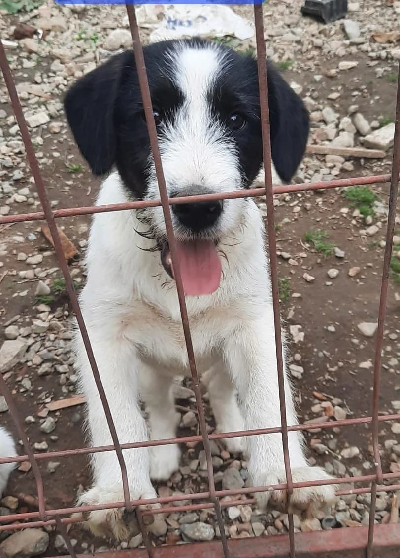 Andy, male puppy Mixed Breed for adoption at Tierischgeholfen e.V.