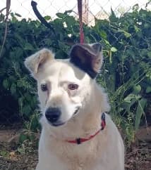 Kira3, female Mixed Breed for adoption at Tierischgeholfen e.V.