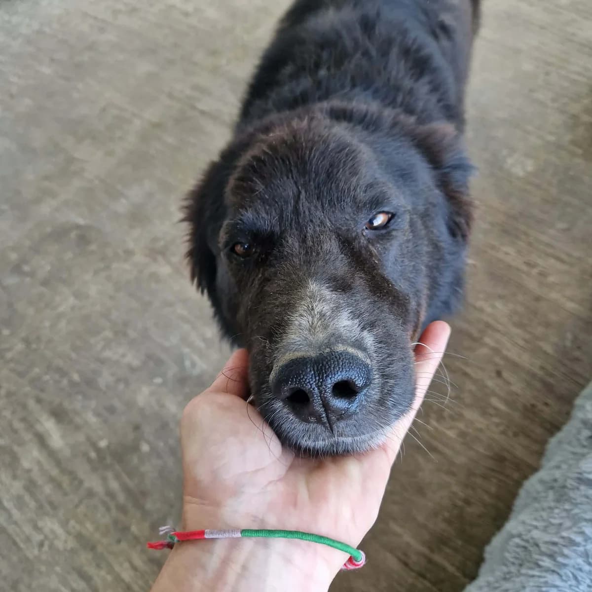 Tuffo, weiß male puppy Mixed Breed for adoption at Tierischgeholfen e.V.