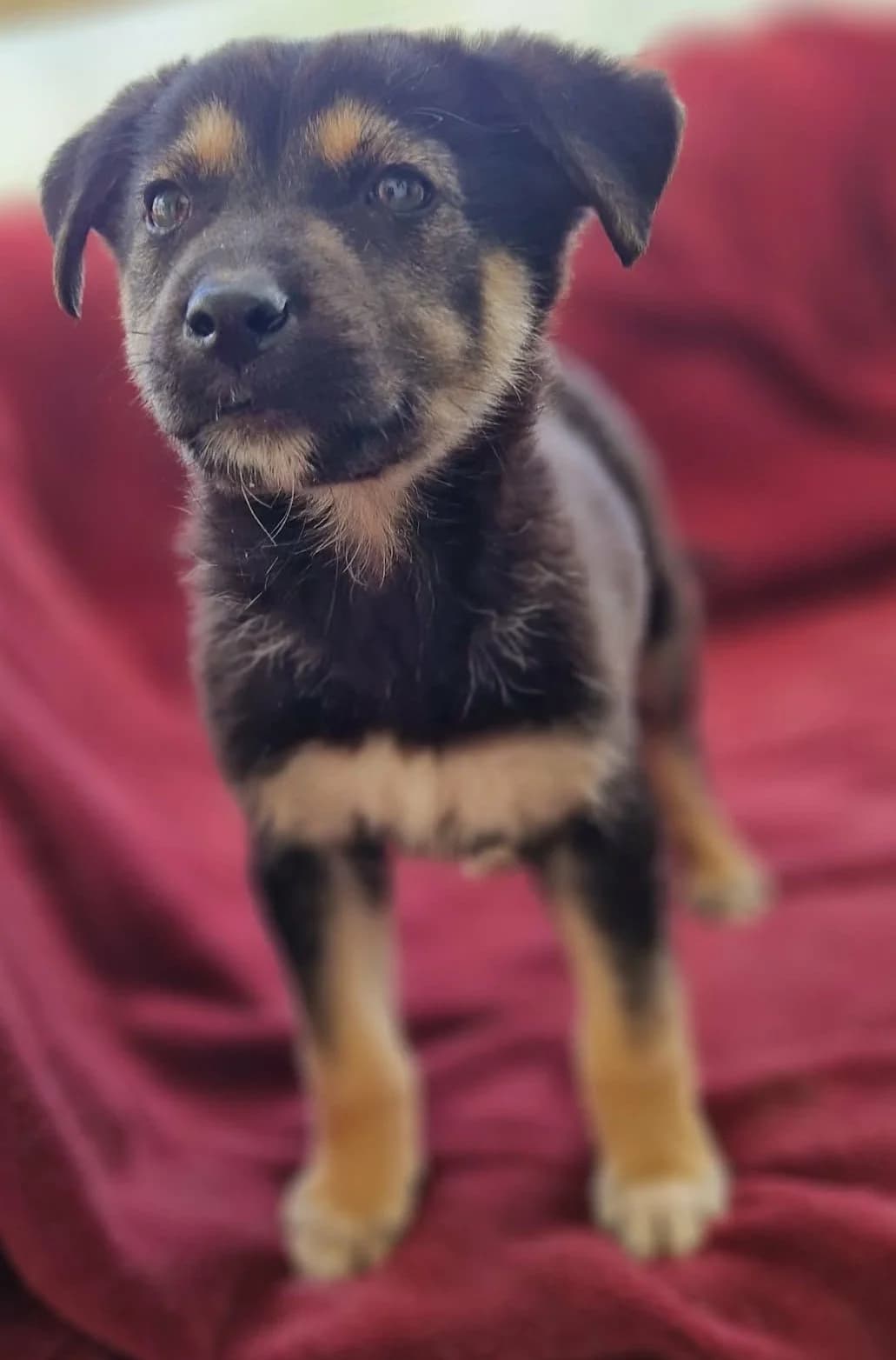 Miori, beige male puppy Mixed Breed for adoption at Tierischgeholfen e.V.