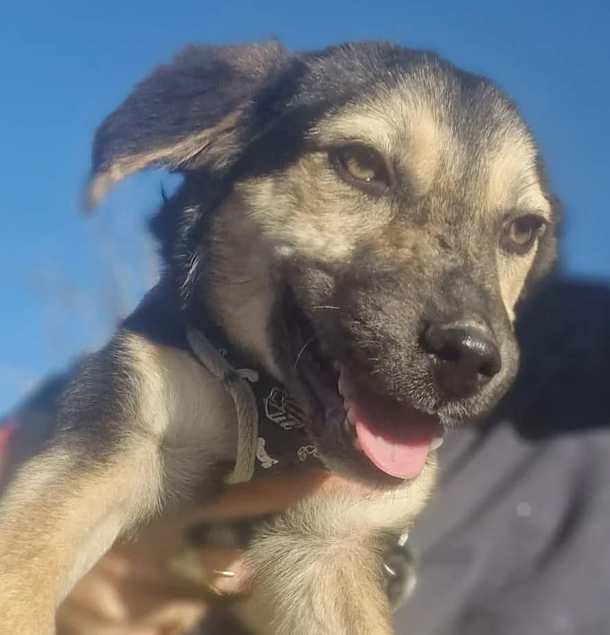 Miori, beige male puppy Mixed Breed for adoption at Tierischgeholfen e.V.