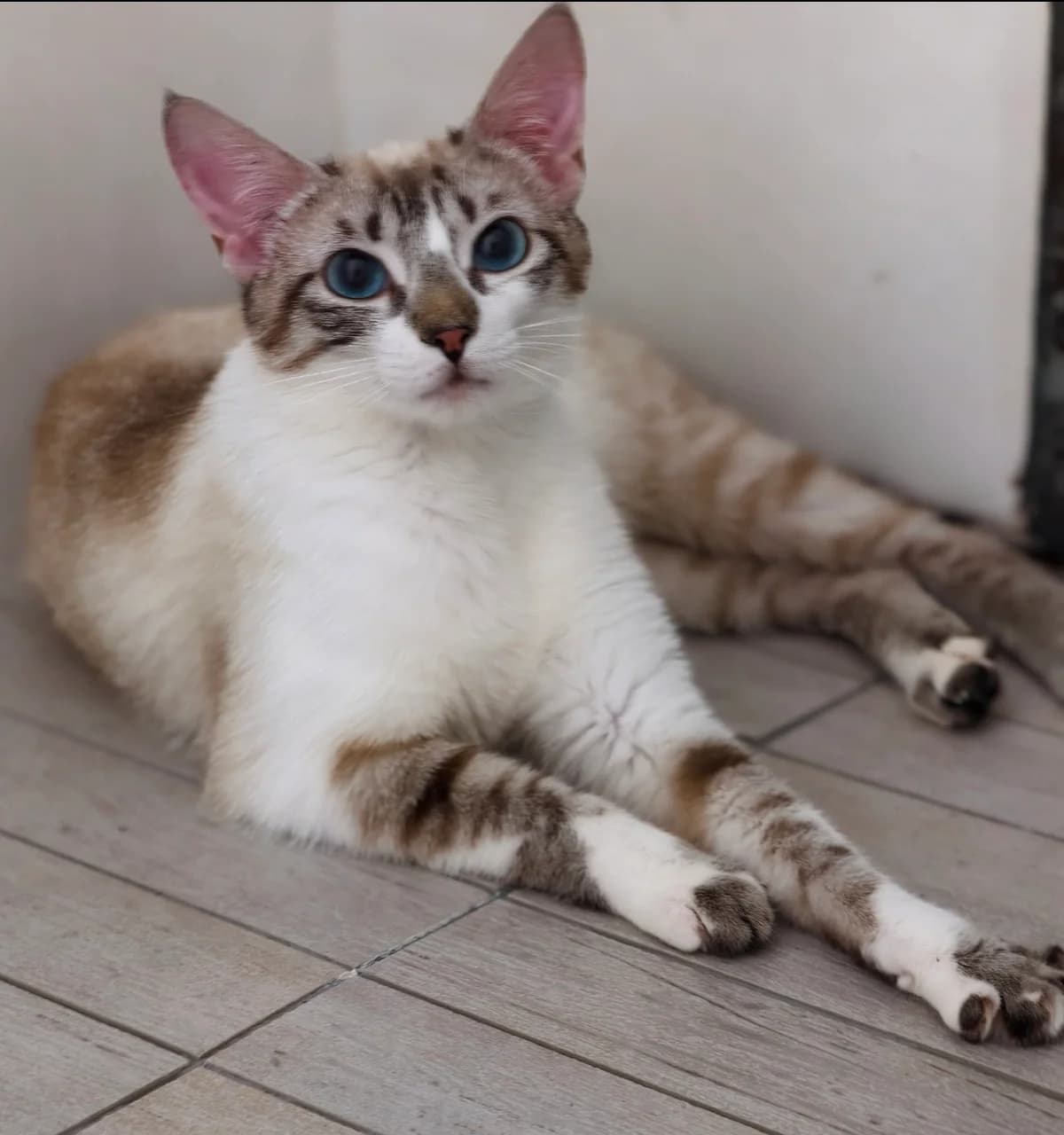 Ivy, female Mixed Breed Cat for adoption at Tierischgeholfen e.V.