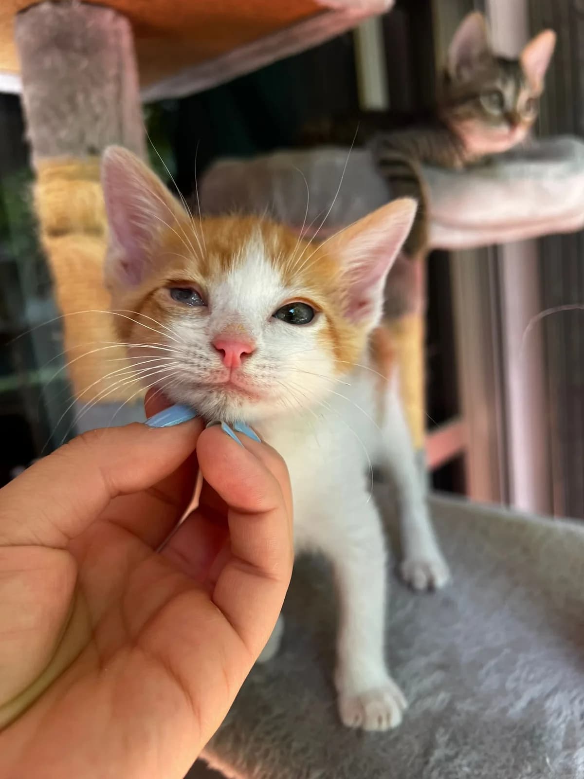 Carlitos, male Mixed Breed Cat for adoption at Tierischgeholfen e.V.