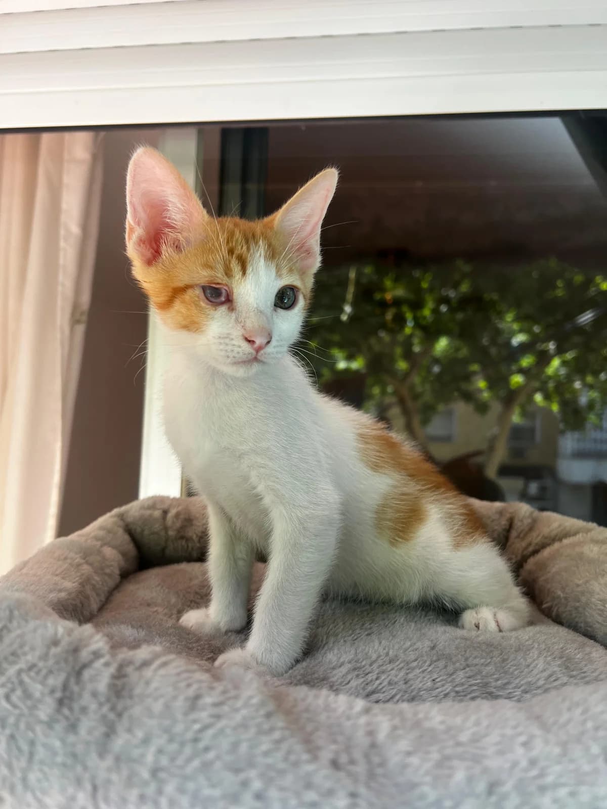 Carlitos, male Mixed Breed Cat for adoption at Tierischgeholfen e.V.