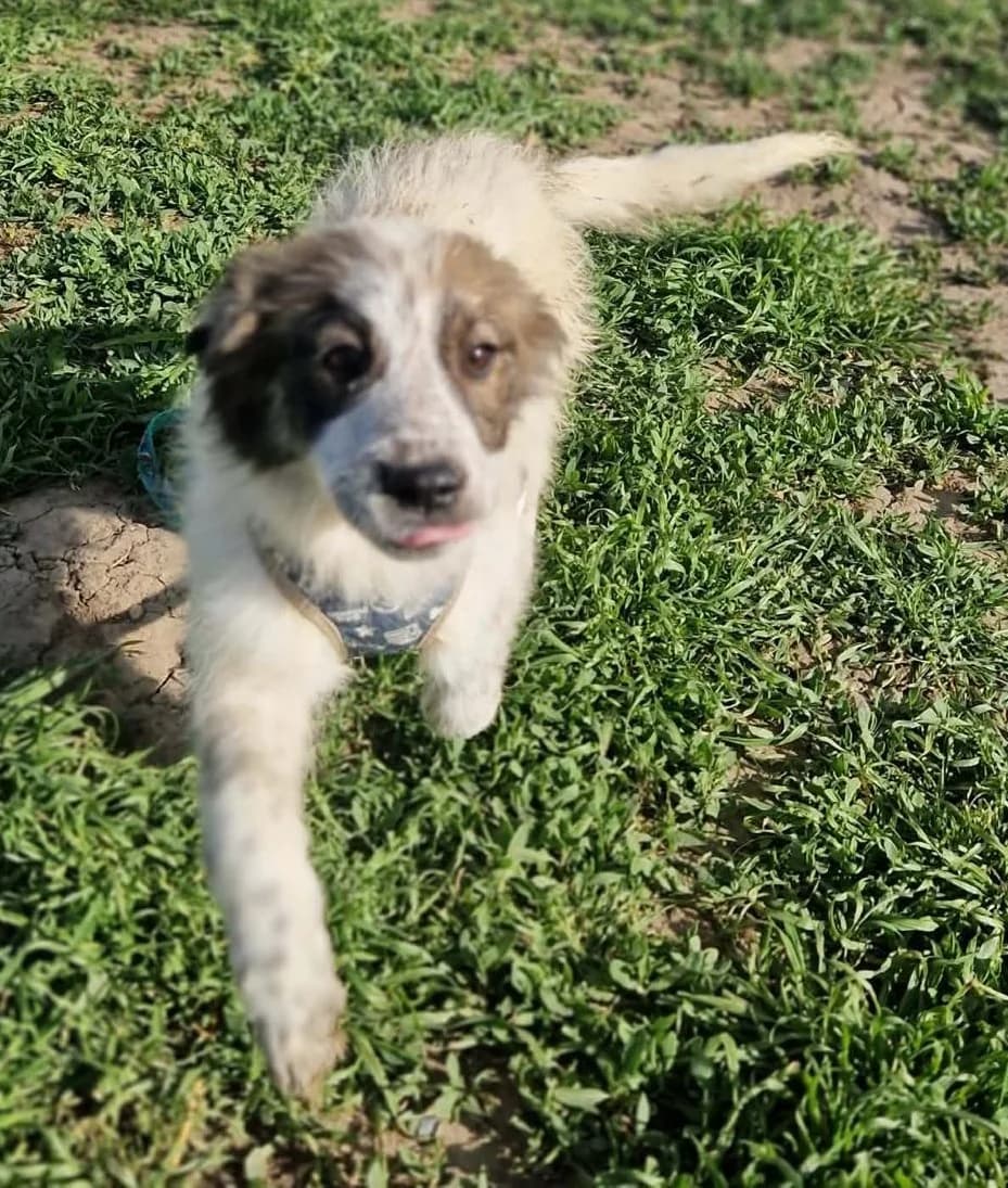Mona2, female puppy Mixed Breed for adoption at Tierischgeholfen e.V.
