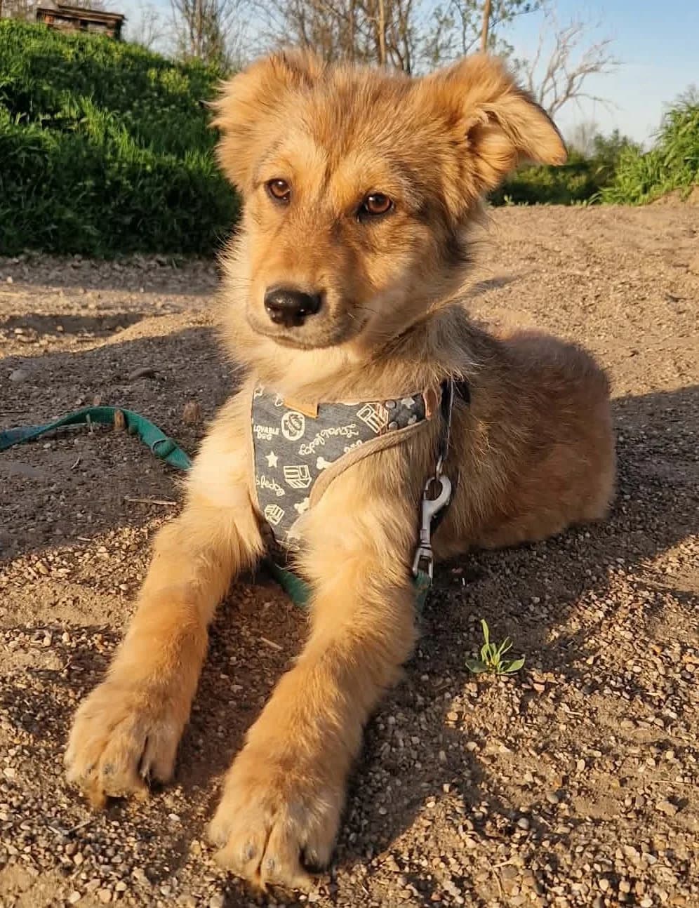 Maggie2, female puppy Mixed Breed for adoption at Tierischgeholfen e.V.