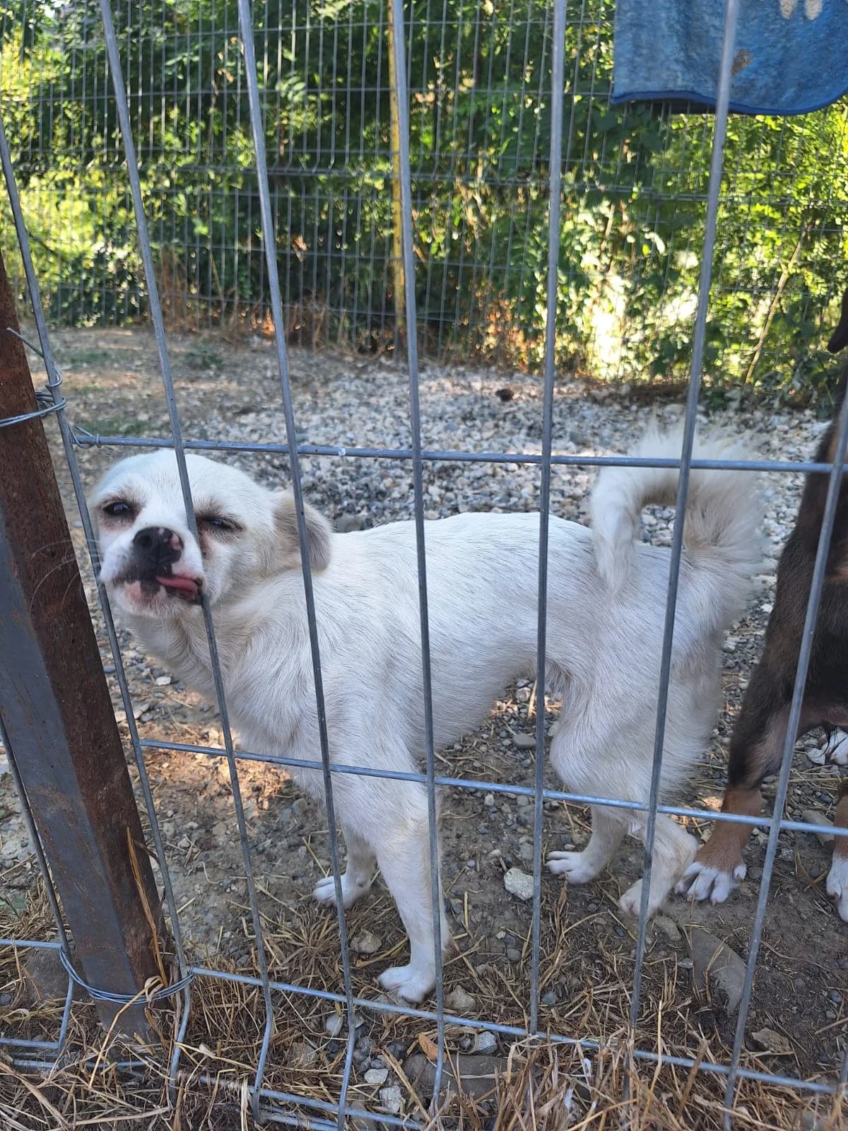 Bora, female Mixed Breed for adoption at Tierischgeholfen e.V.