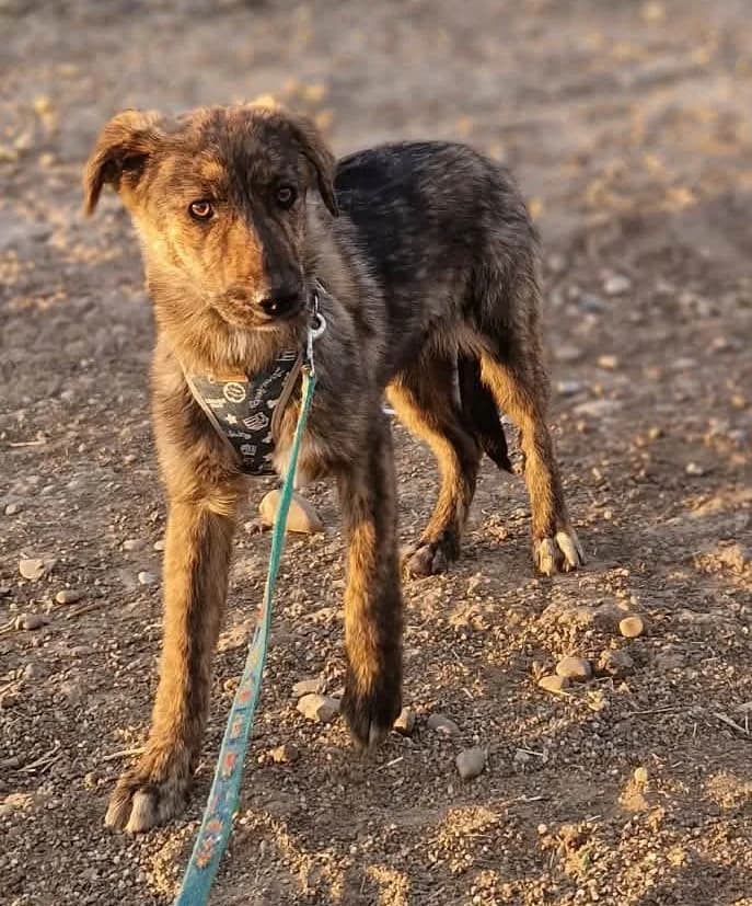 Milla, female puppy Mixed Breed for adoption at Tierischgeholfen e.V.