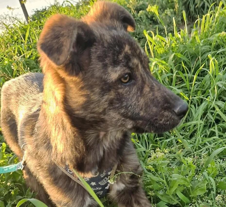 Mogli2, male puppy Mixed Breed for adoption at Tierischgeholfen e.V.