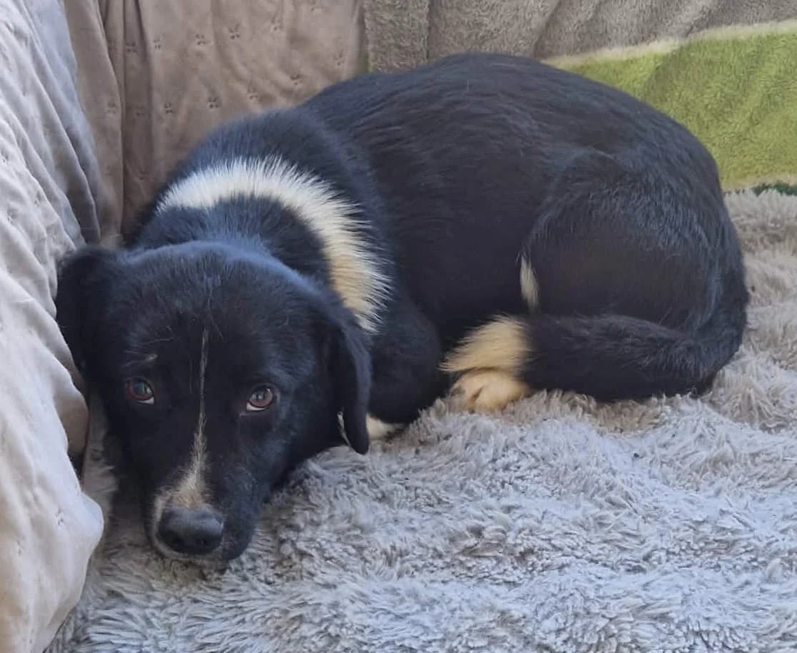 Toni, weiร male puppy Mixed Breed for adoption at Tierischgeholfen e.V.