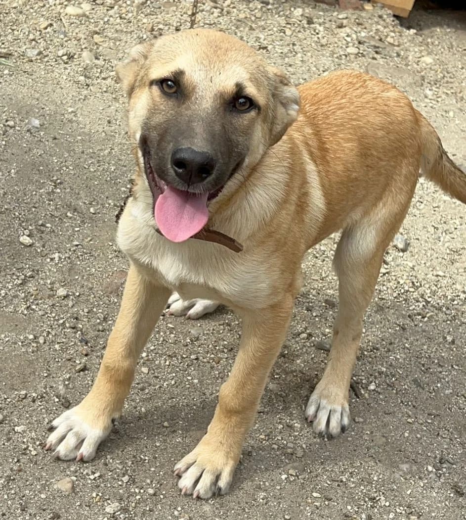Mickey2, gold male puppy Mixed Breed for adoption at Tierischgeholfen e.V.