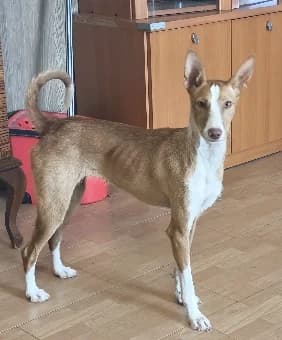 Sofi, female Podenco for adoption at Tierischgeholfen e.V.