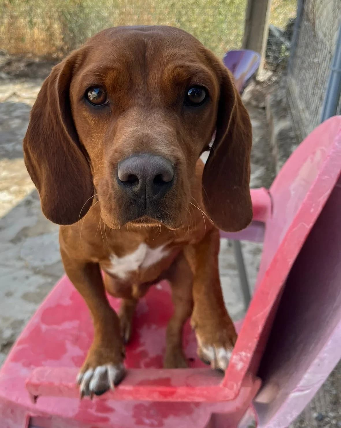 Frankie, male Dachshund for adoption at Tierischgeholfen e.V.