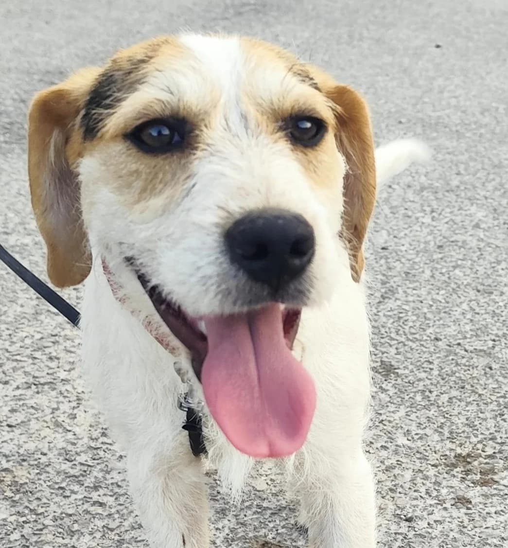 Eric, male Mixed Breed for adoption at Tierischgeholfen e.V.