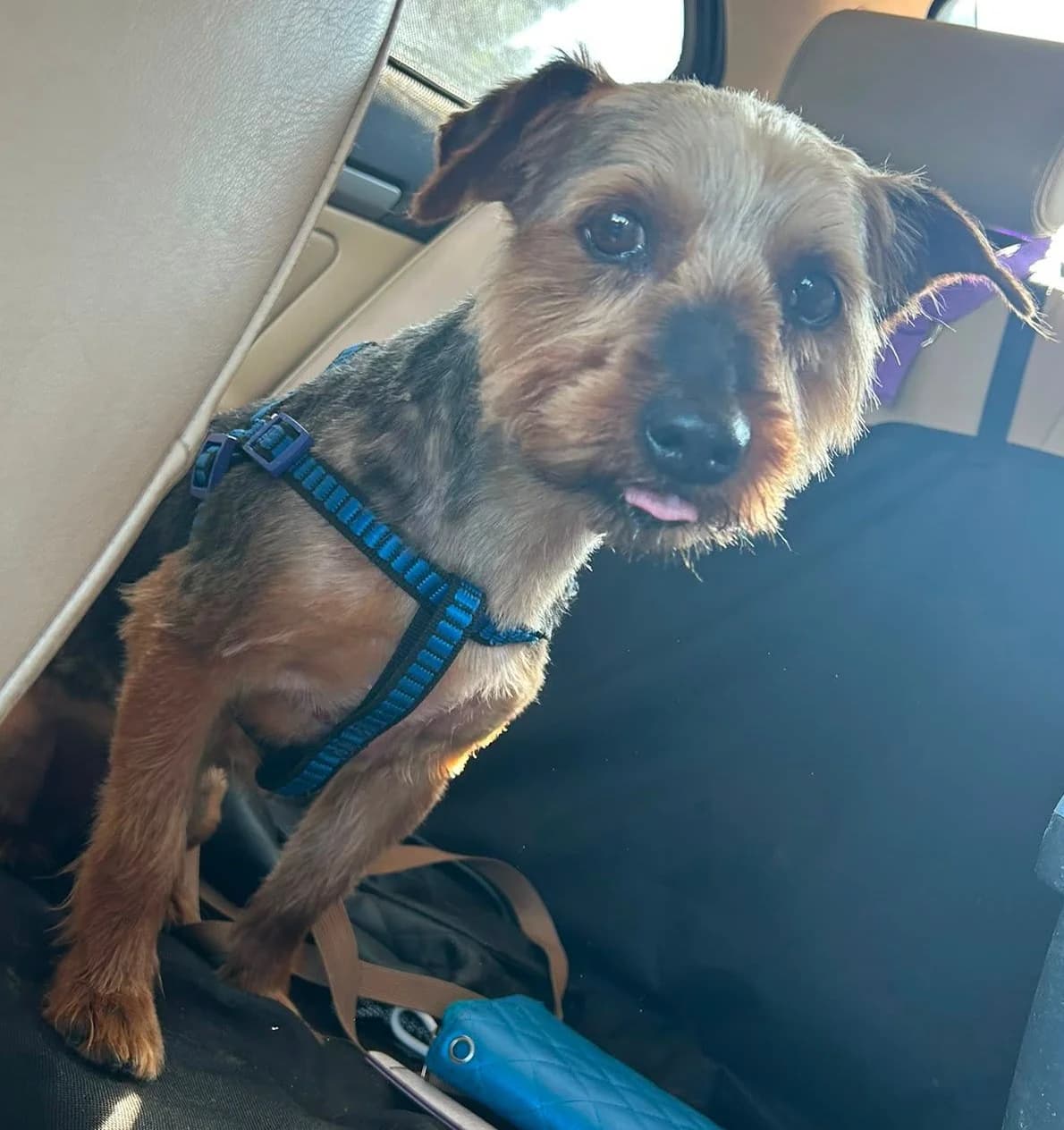 Aki, male Yorkshire Terrier for adoption at Tierischgeholfen e.V.