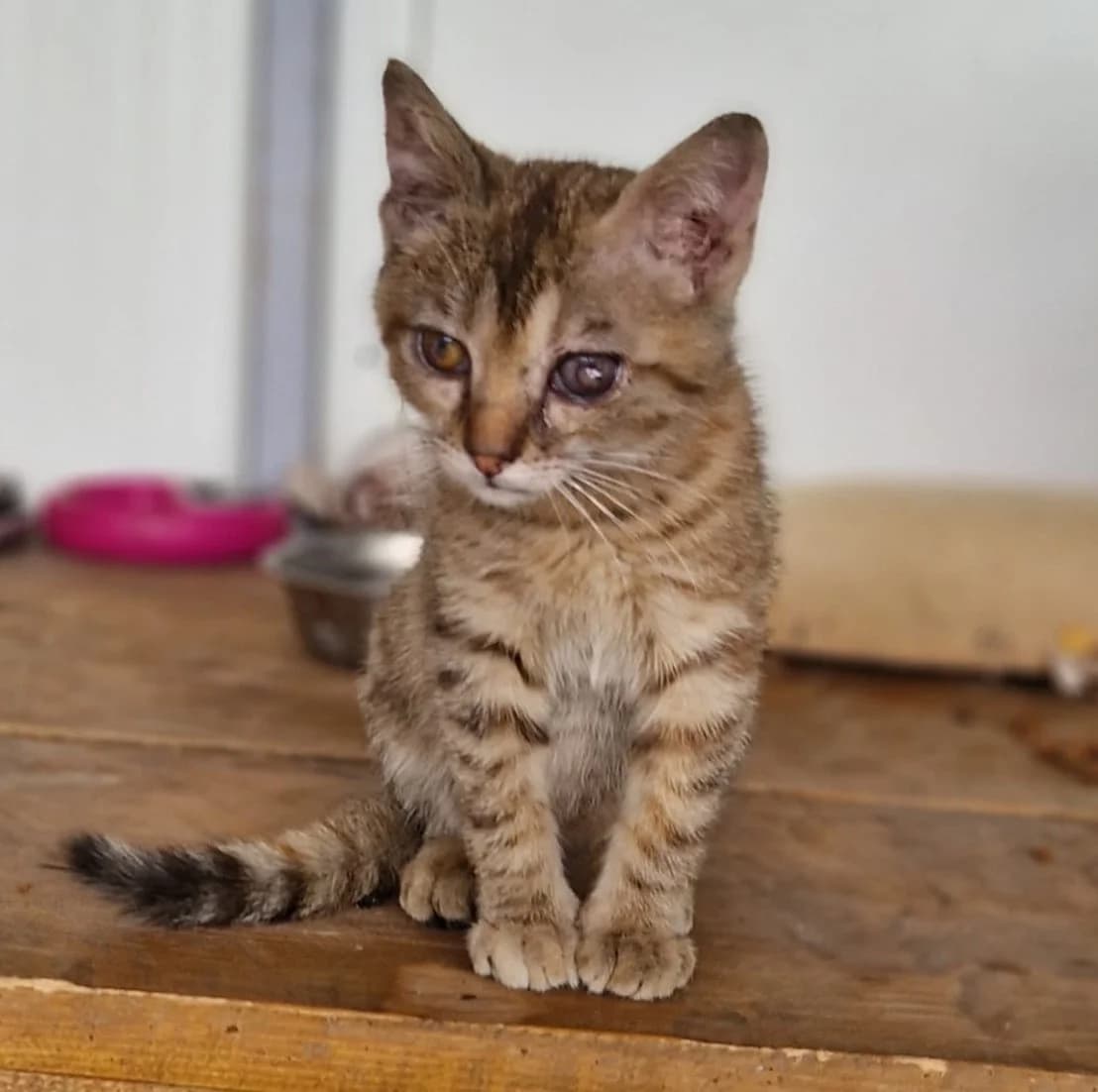 Andromache, female Mixed Breed Cat for adoption at Tierischgeholfen e.V.