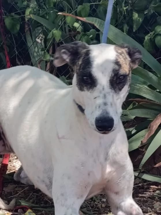 Chelo, female Greyhound for adoption at Tierischgeholfen e.V.