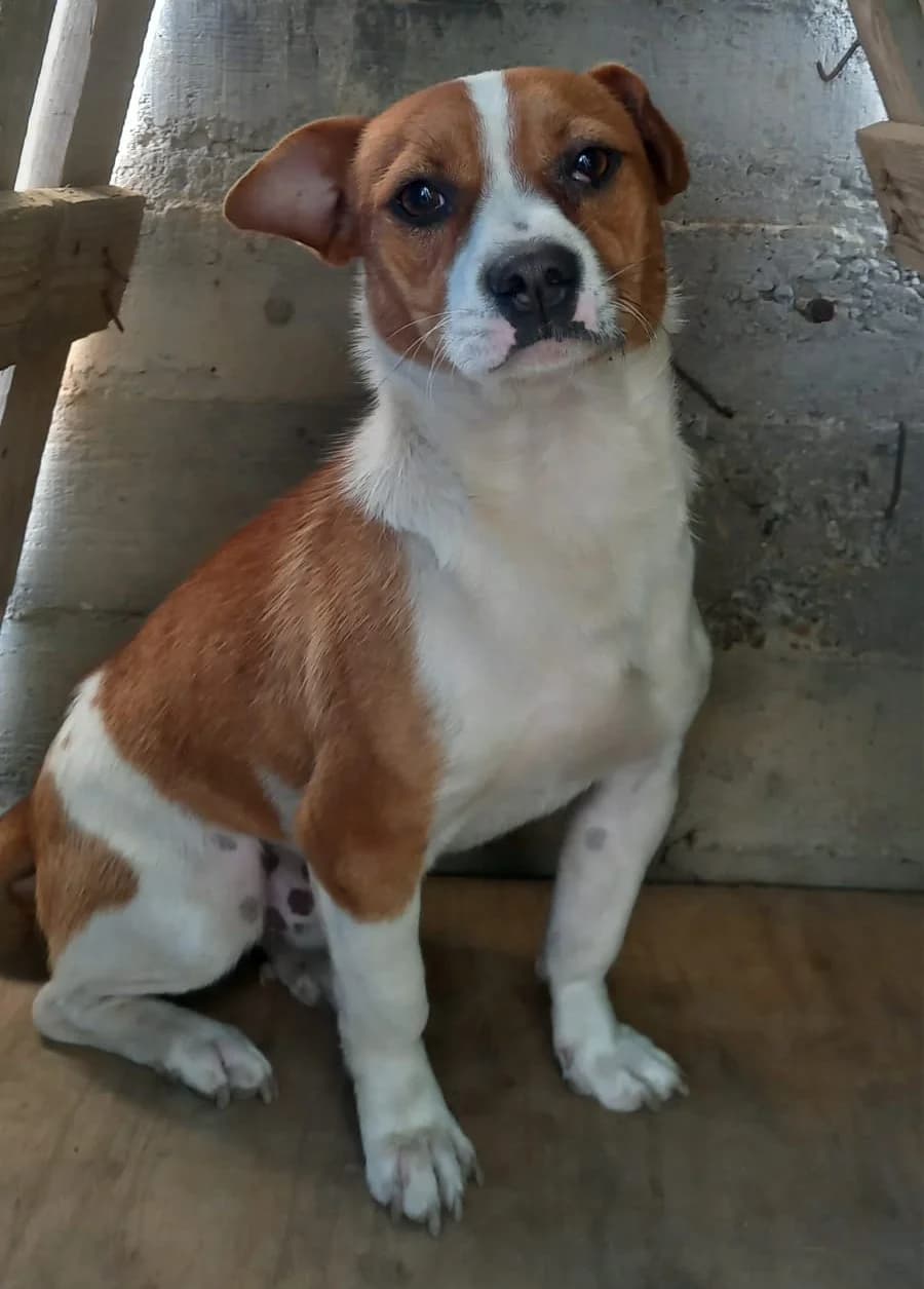 Peper, male Mixed Breed for adoption at Tierischgeholfen e.V.