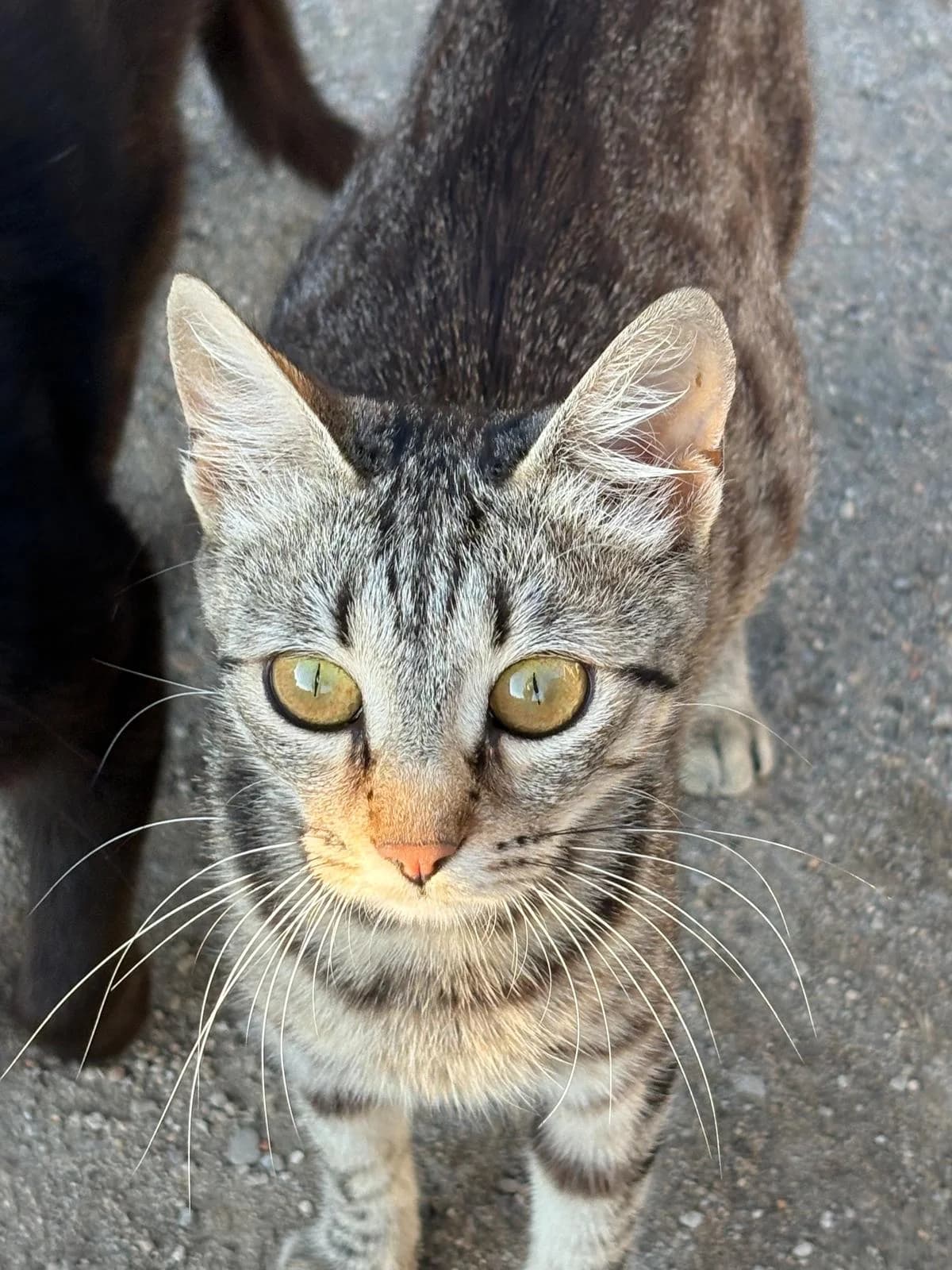 Barcelona, female Mixed Breed Cat for adoption at Tierischgeholfen e.V.