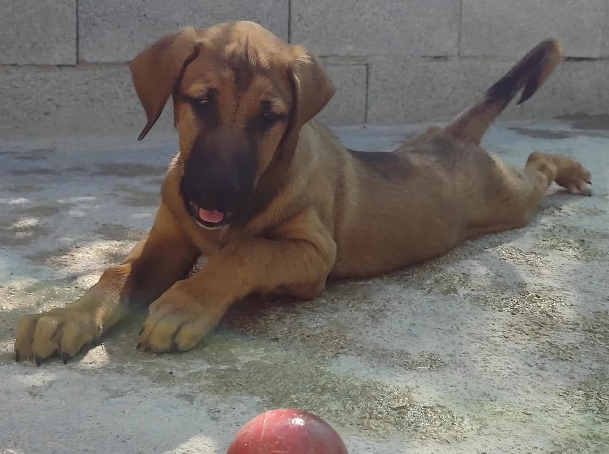 Enzo, male puppy Mixed Breed for adoption at Tierischgeholfen e.V.