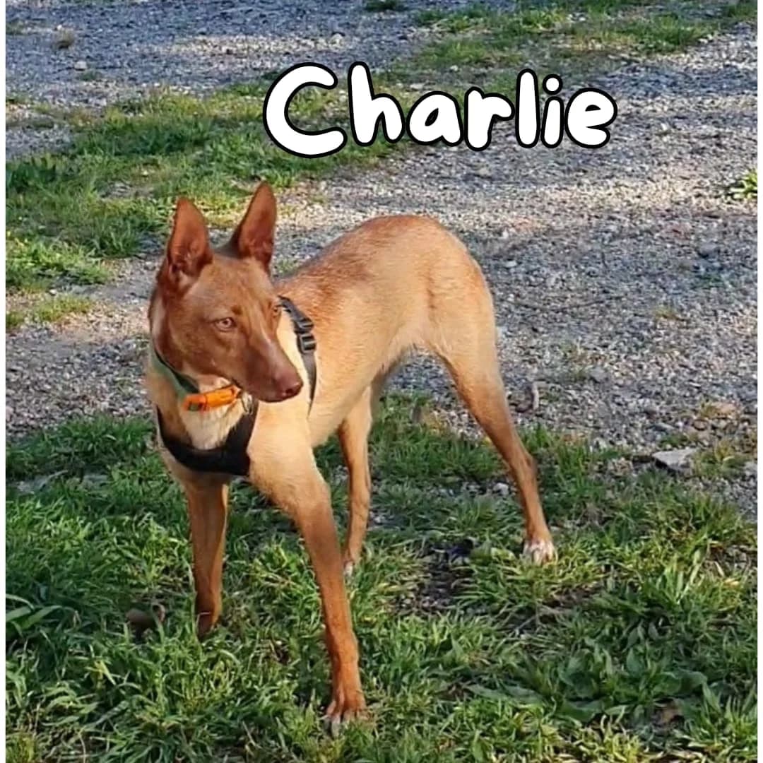 Charlie, female Mixed Breed for adoption at Tierischgeholfen e.V.