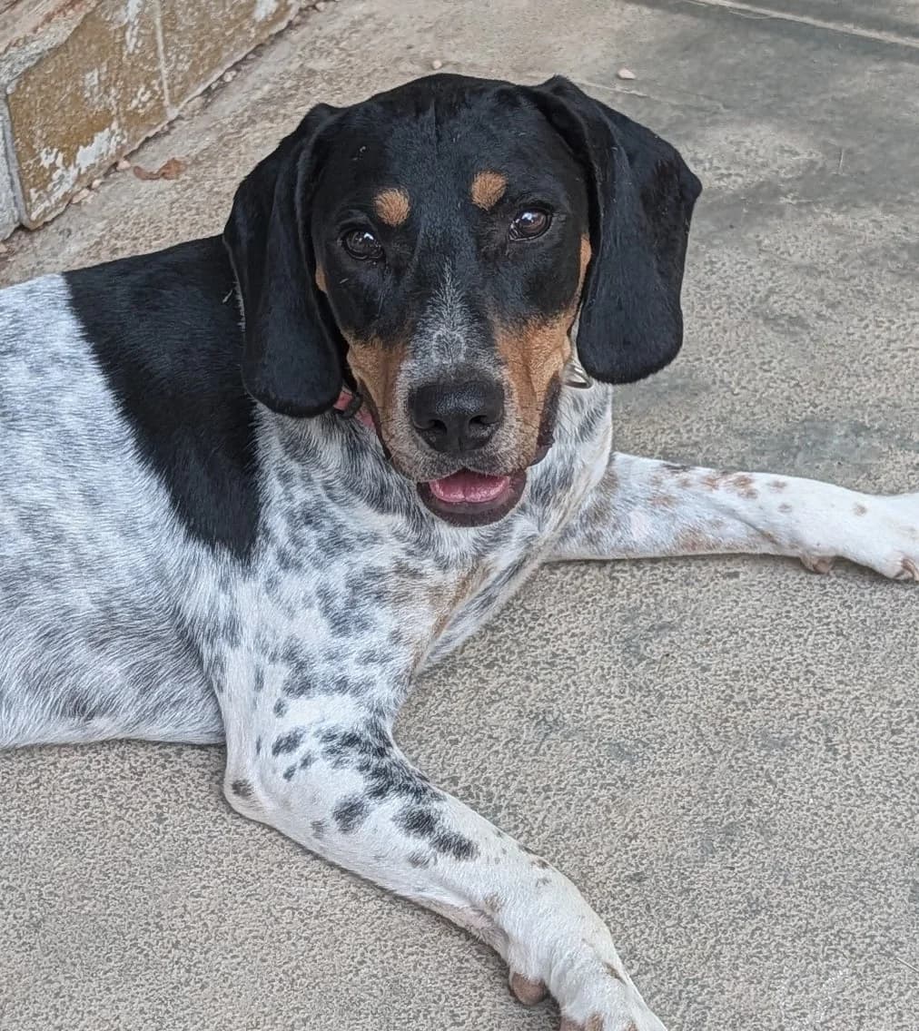 Milo, male Mixed Breed for adoption at Tierischgeholfen e.V.