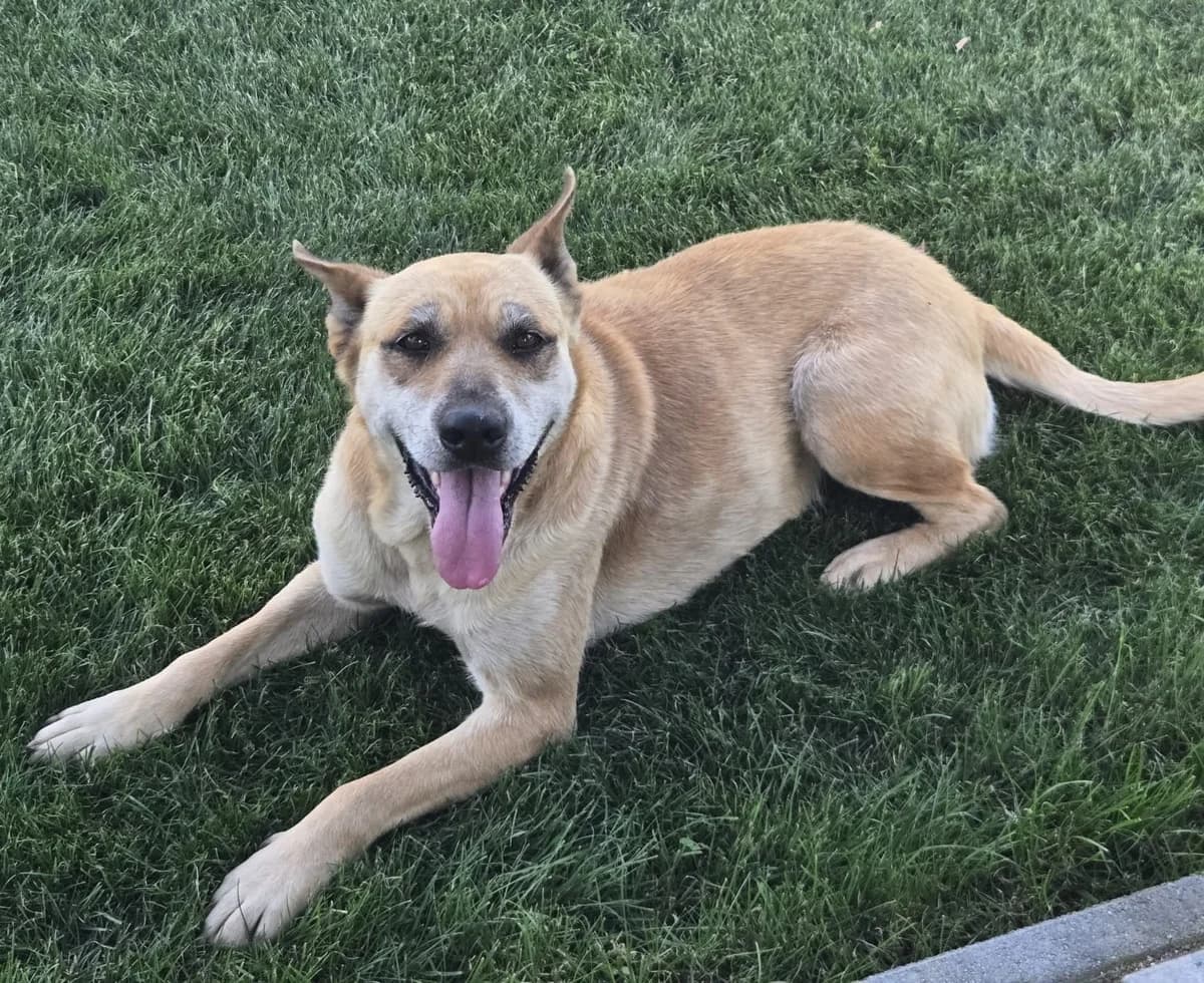 Gessy, female senior Mixed Breed for adoption at Tierischgeholfen e.V.