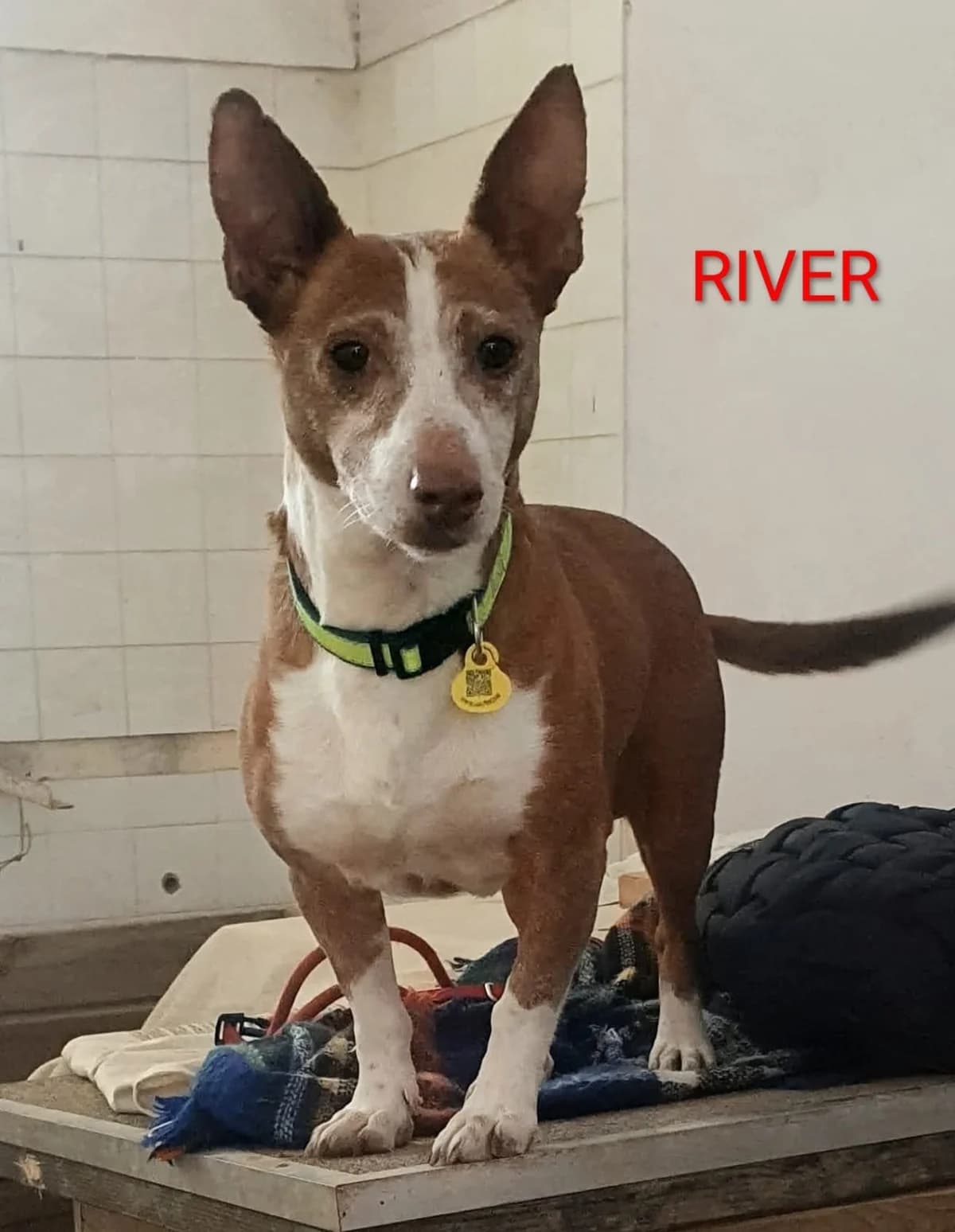 River, male Mixed Breed for adoption at Tierischgeholfen e.V.