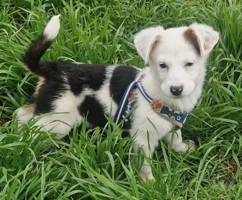 Lina, female puppy Mixed Breed for adoption at Tierischgeholfen e.V.