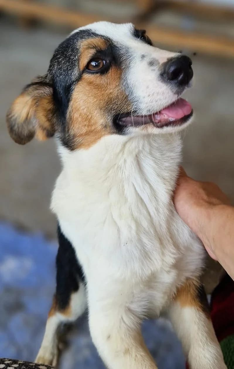 Kiro, male puppy Mixed Breed for adoption at Tierischgeholfen e.V.