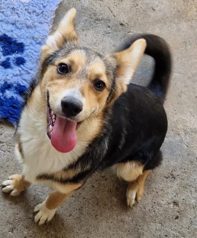 Rina, female puppy Mixed Breed for adoption at Tierischgeholfen e.V.