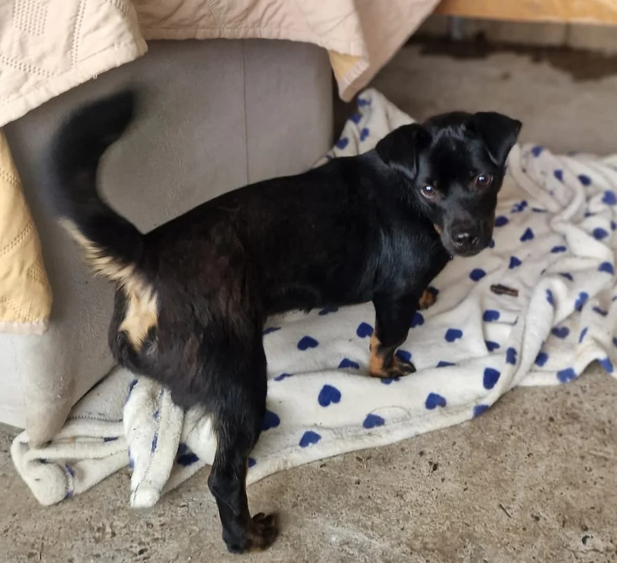 Hรคnsel, male Mixed Breed for adoption at Tierischgeholfen e.V.