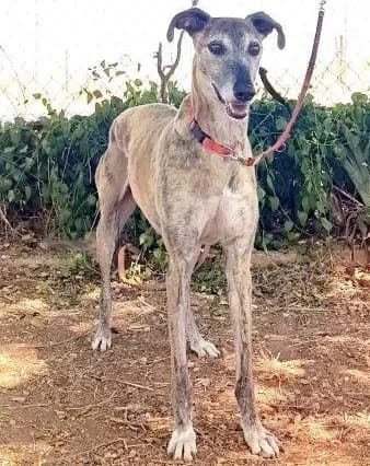 Chapu, female Greyhound for adoption at Tierischgeholfen e.V.