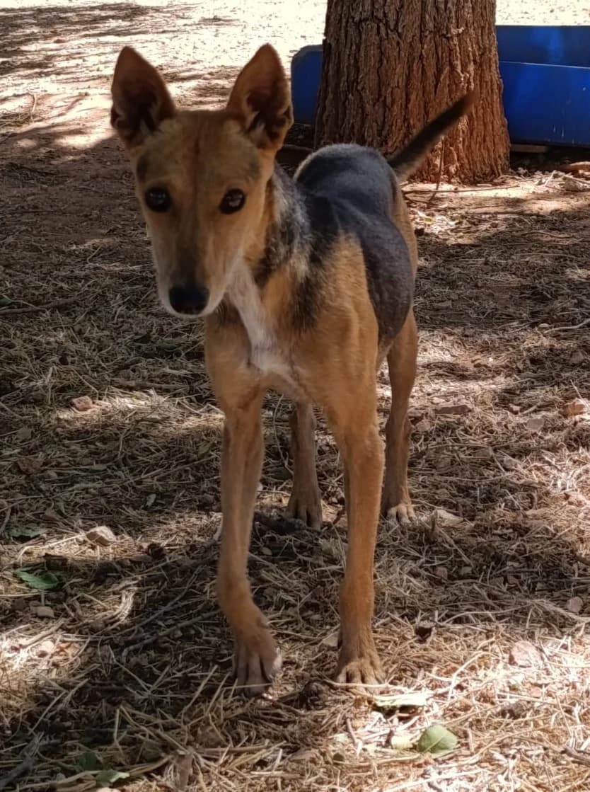 Zoe, female Mixed Breed for adoption at Tierischgeholfen e.V.