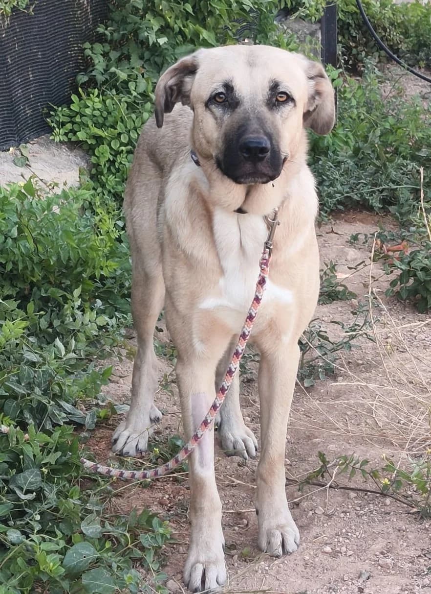 Clau, female Mixed Breed for adoption at Tierischgeholfen e.V.