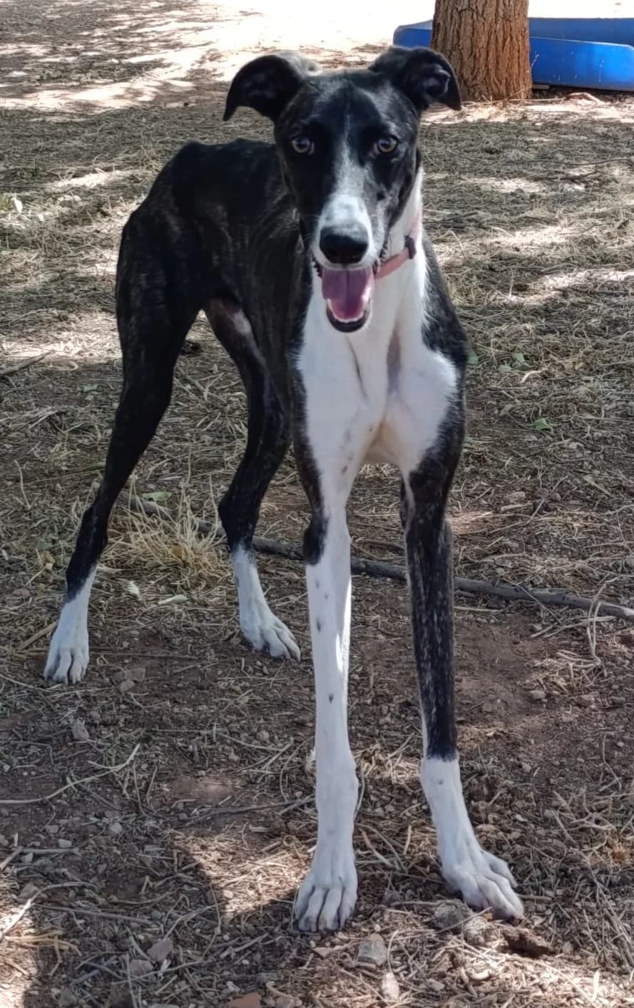 Dandi, male Mixed Breed for adoption at Tierischgeholfen e.V.