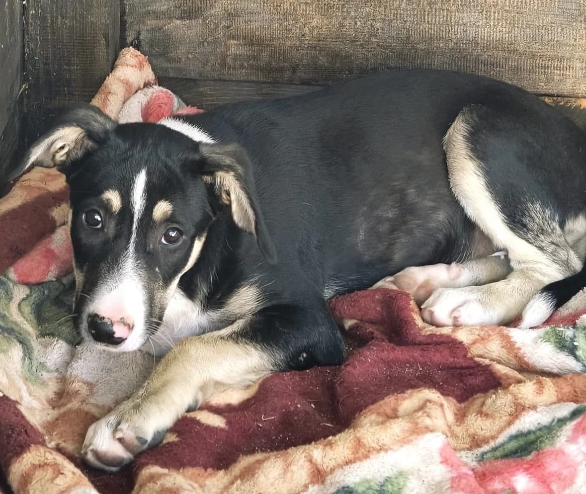 Eddie, male puppy Mixed Breed for adoption at Tierischgeholfen e.V.
