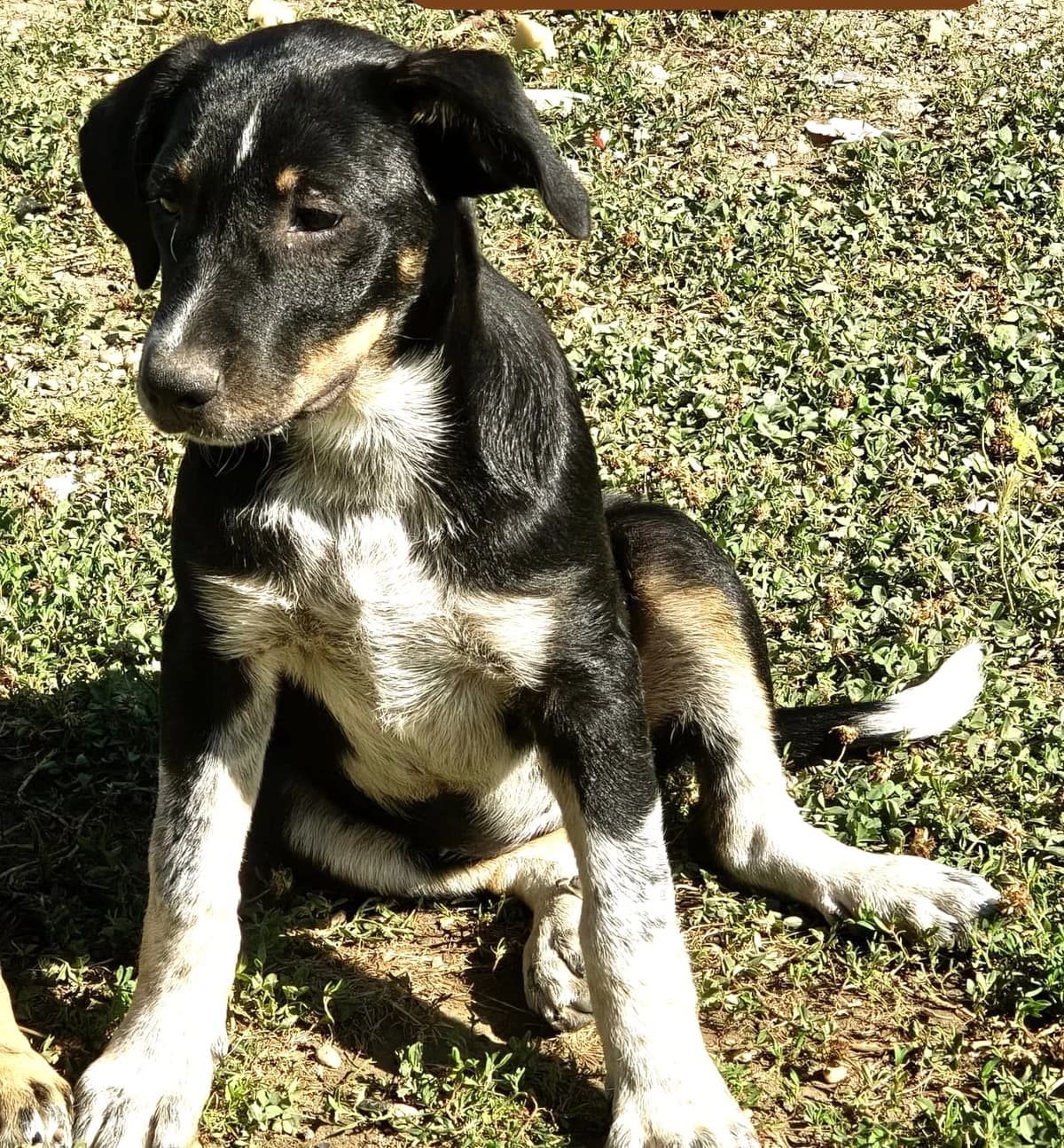 Ella2, female puppy Mixed Breed for adoption at Tierischgeholfen e.V.