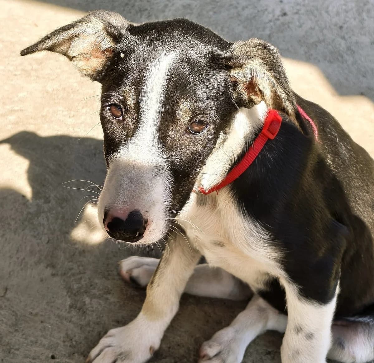 Emma4, female puppy Mixed Breed for adoption at Tierischgeholfen e.V.